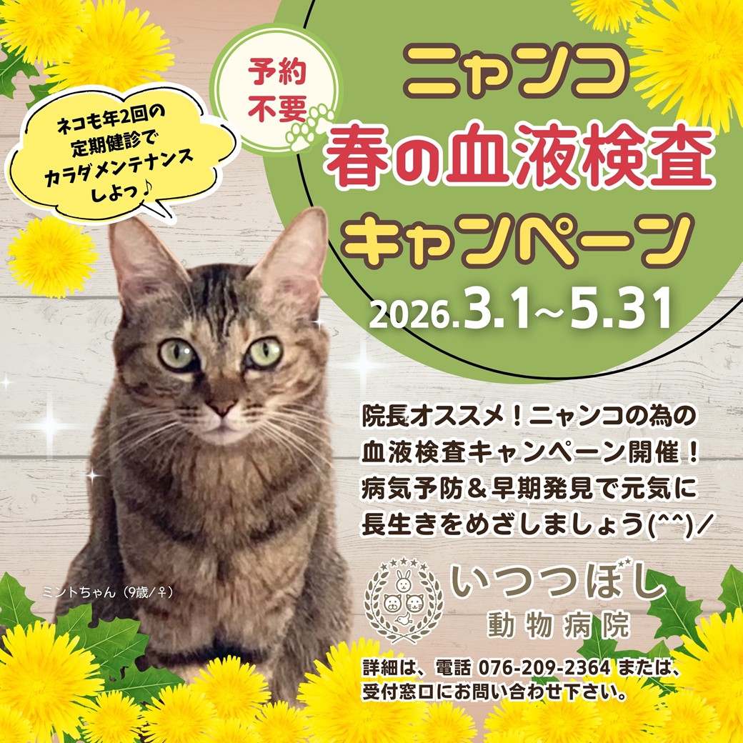 ニャンコ　春の血液検査キャンペーン2026　3月1日～5月31日　いつつぼし動物病院（石川県野々市市）猫の健康診断キャンペーン
