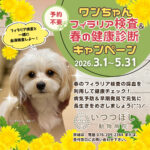 ワンちゃん　フィラリア検査＆春の健康診断キャンペーン2026　3月1日～5月31日　いつつぼし動物病院（石川県野々市市）犬の健康診断キャンペーン