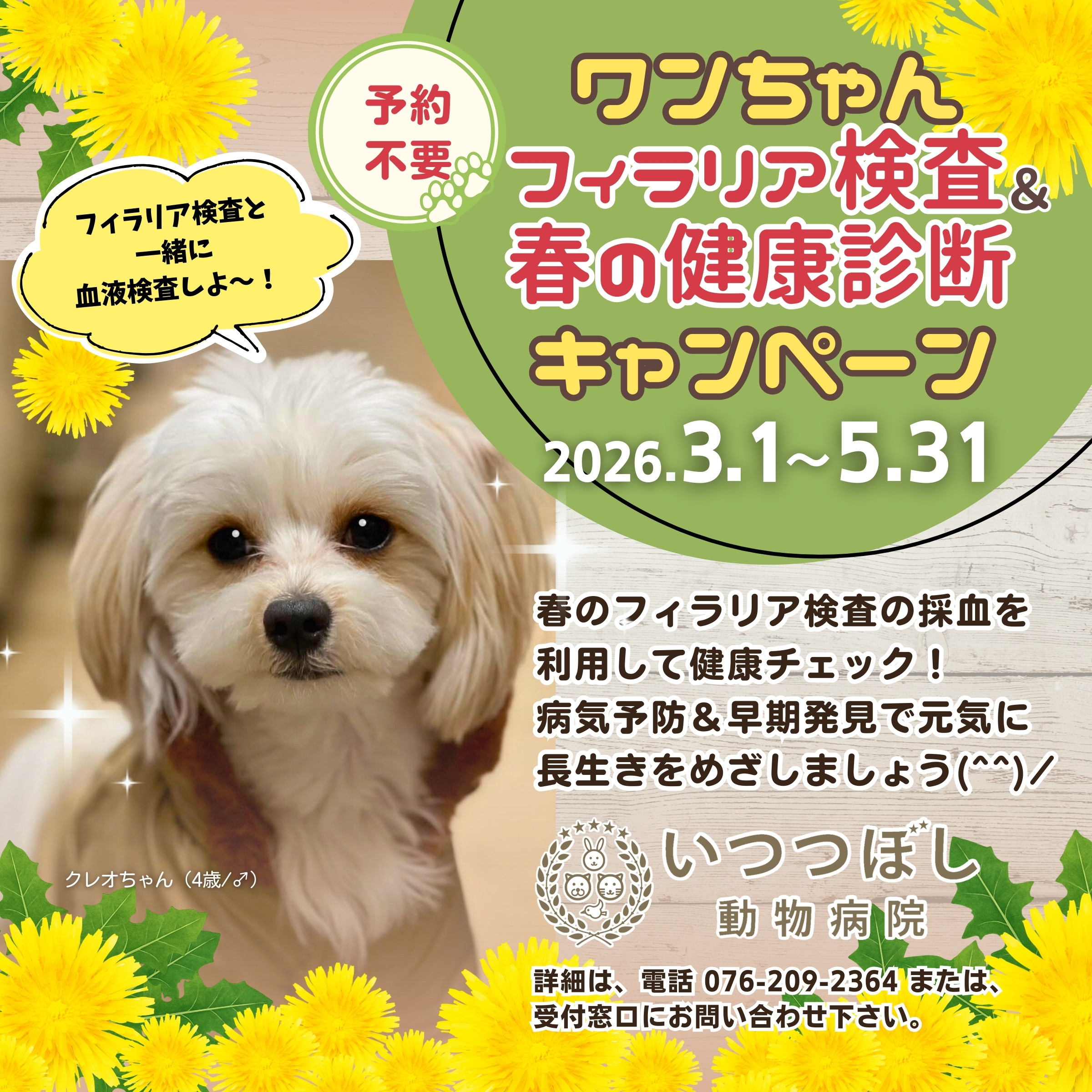 ワンちゃん　フィラリア検査＆春の健康診断キャンペーン2026　3月1日～5月31日　いつつぼし動物病院（石川県野々市市）犬の健康診断キャンペーン