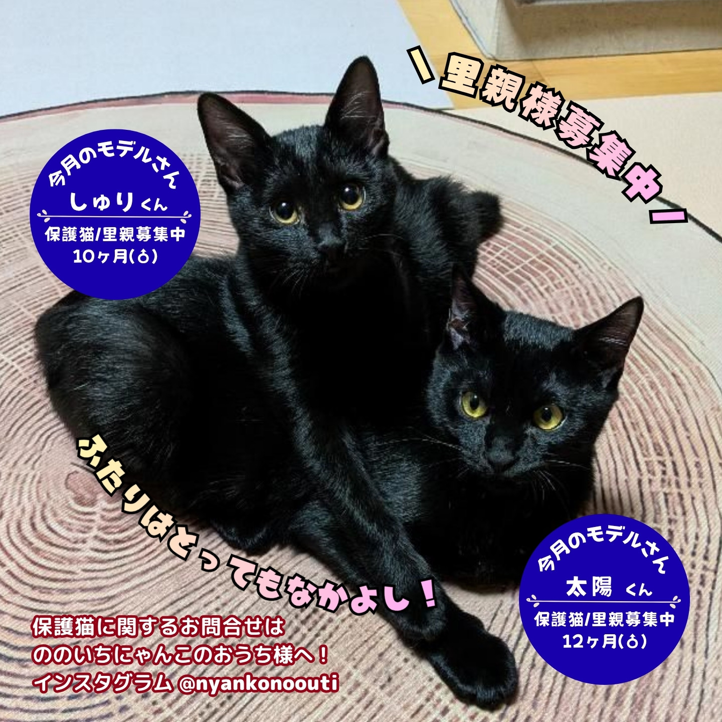 ののいちにゃんこのおうち　保護猫里親募集中　石川県野々市市