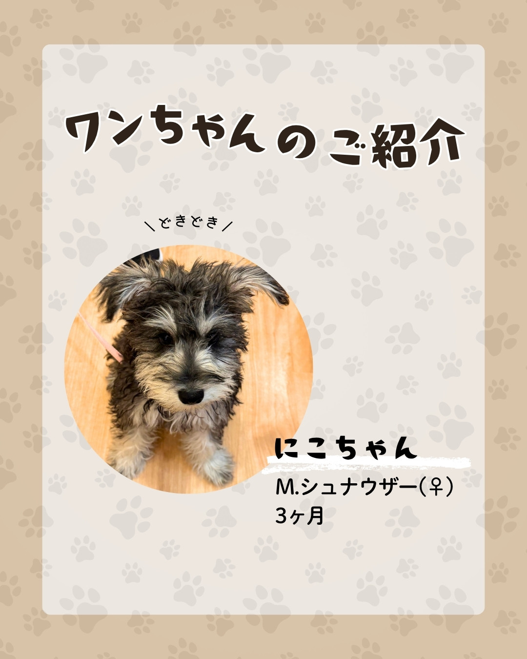 いつつぼし動物病院のパピー教室　卒業生「にこちゃん」ミニチュアシュナウザー/3カ月