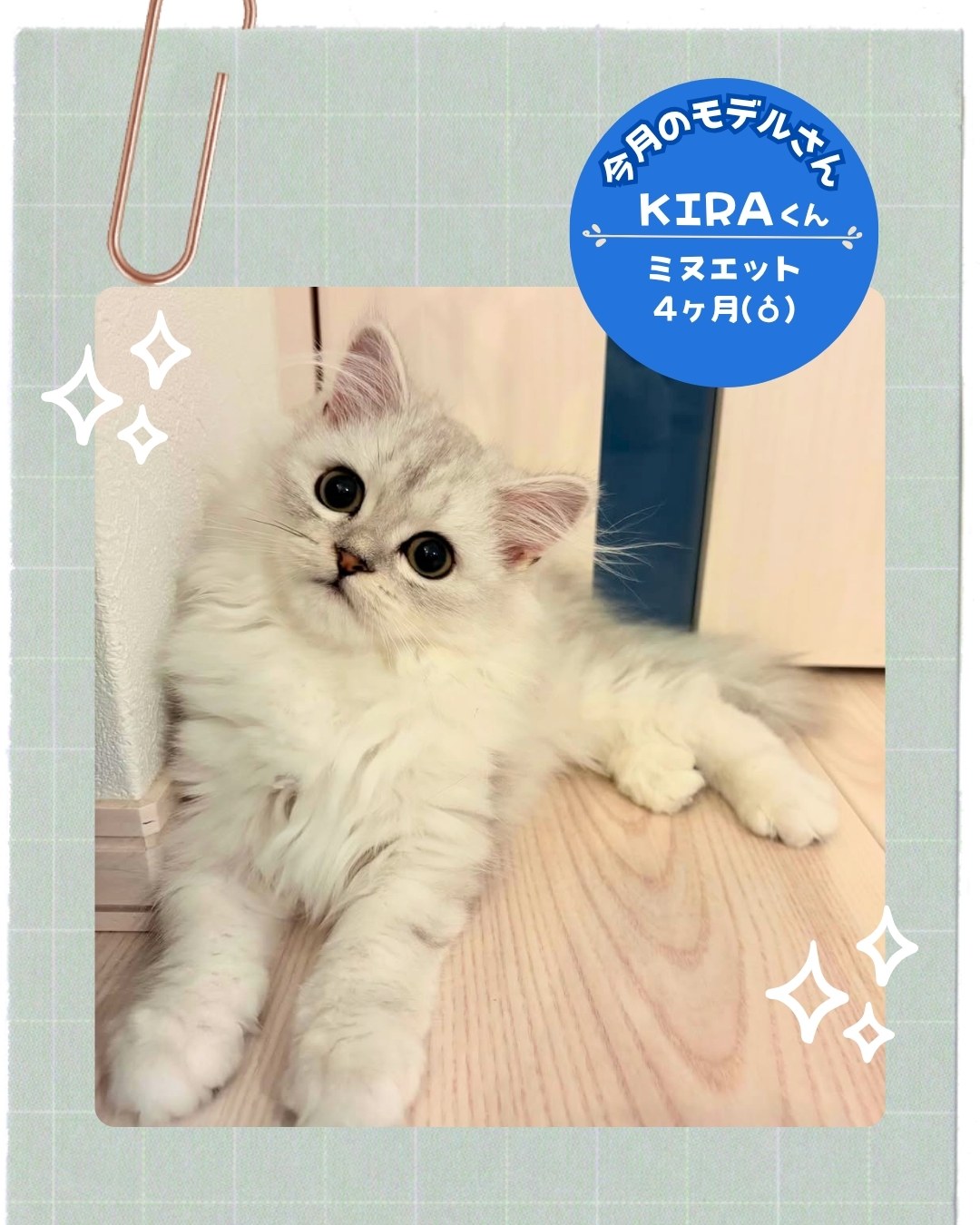 うちの子お写真モデルさん「KIRAくん」　いつつぼし動物病院