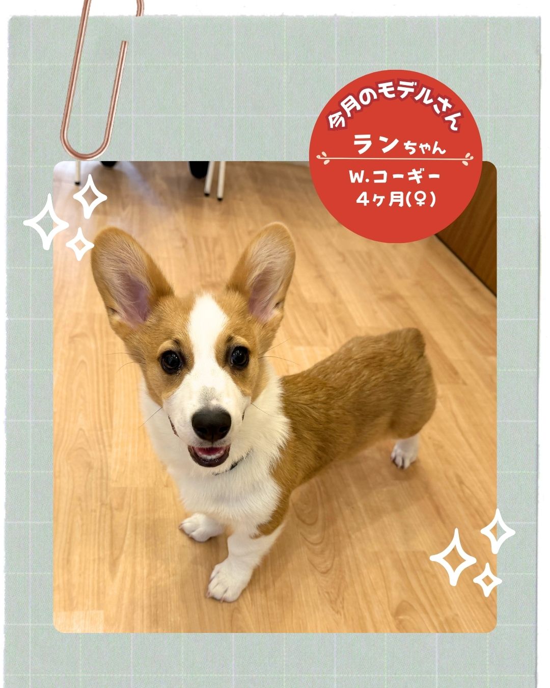 うちの子お写真モデルさん　W.コーギーの「ランちゃん」　いつつぼし動物病院