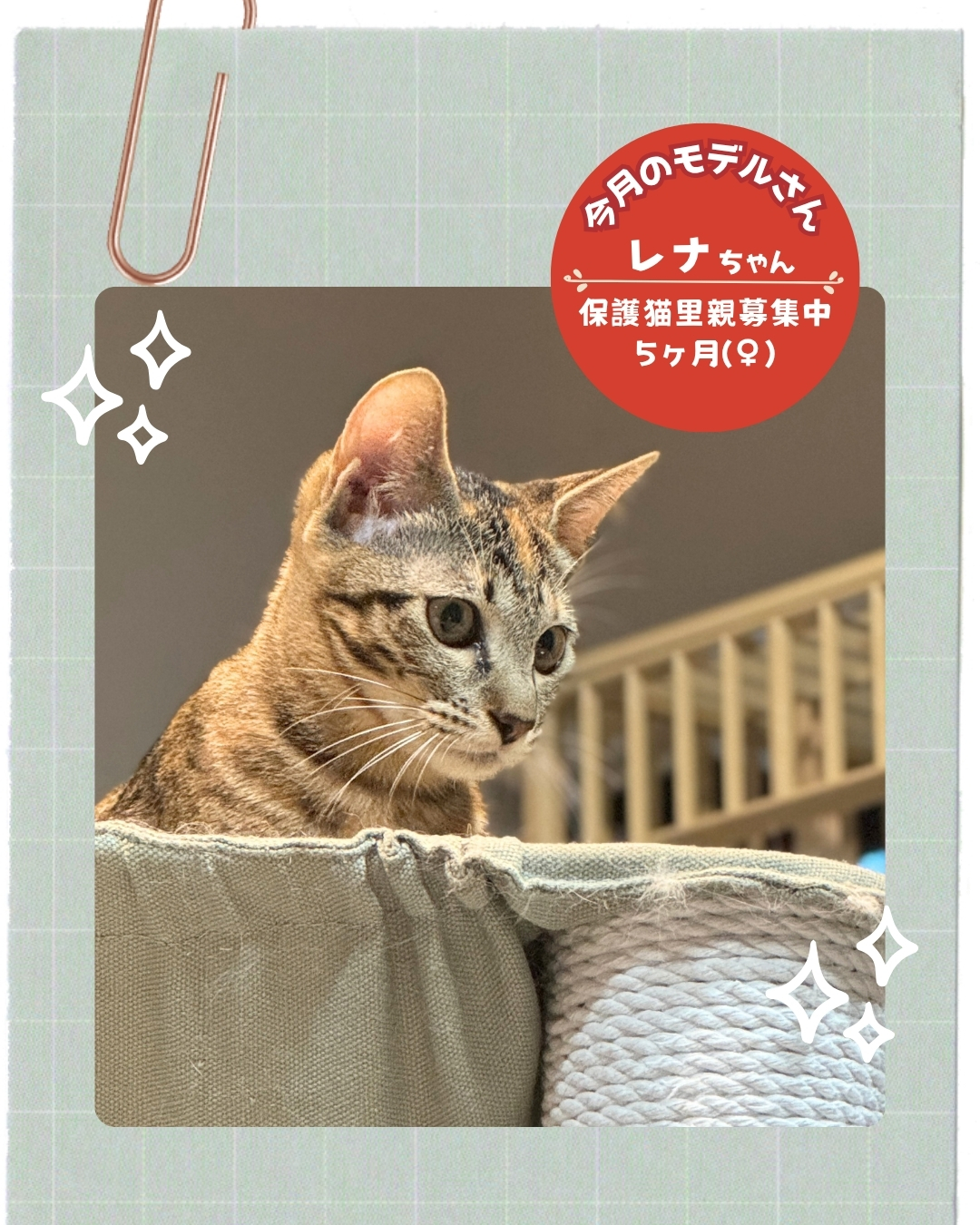 うちの子お写真モデルさん　保護猫の「レナちゃん」　里親様募集中♪ いつつぼし動物病院