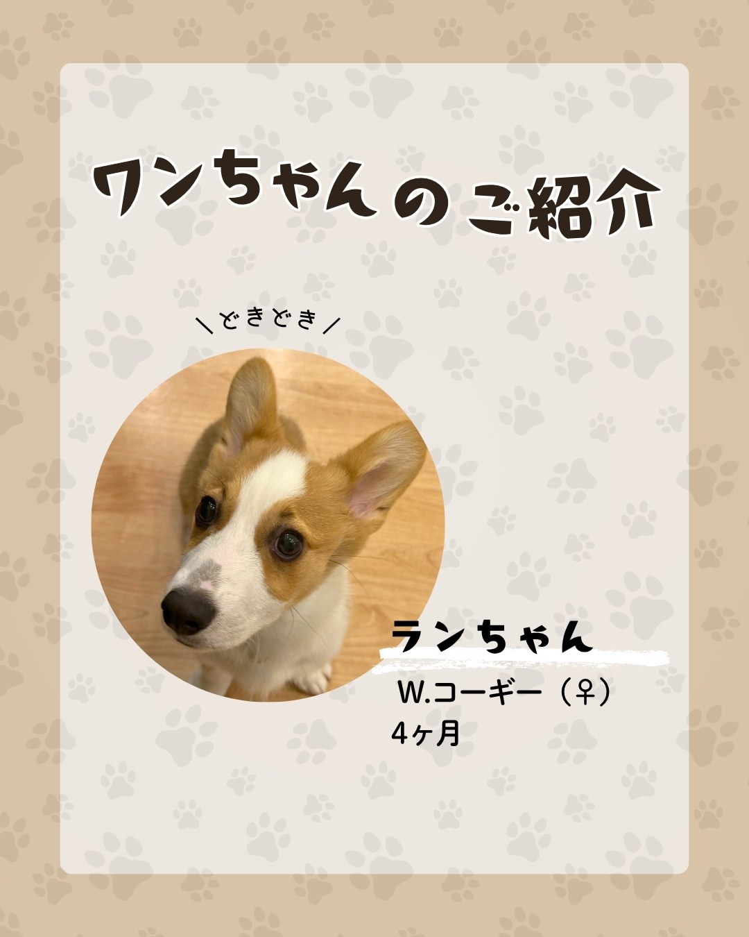 いつつぼし動物病院のパピー教室　卒業生「ランちゃん」W.コーギー/4カ月