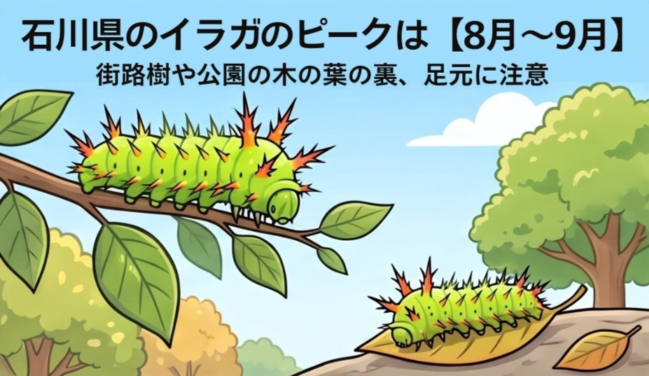 石川県におけるイラガ（毒毛虫）の発生ピーク時期（8月〜9月）と、注意すべき生息場所（公園の木の葉の裏や足元）を解説するイラスト
