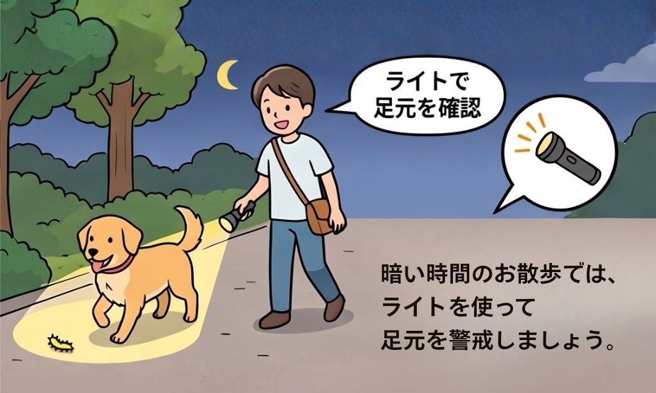 夏の夜間や早朝に犬を散歩させるときの注意点：暗い時間帯に地面に落ちたイラガの幼虫を踏まないよう、ライトで足元の安全確認を促す啓発イラスト