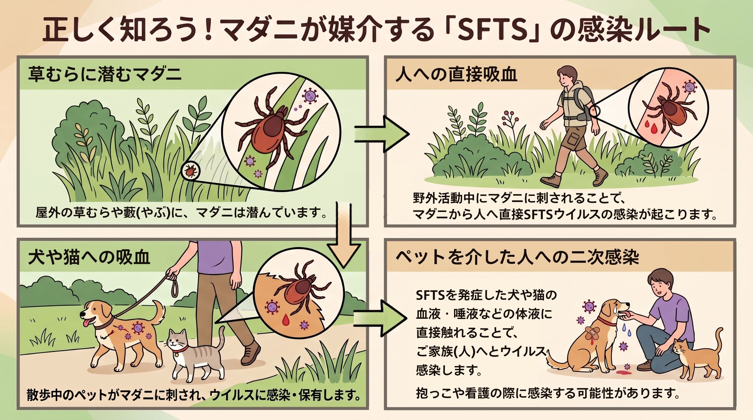 マダニが媒介するSFTS（重症熱性血小板減少症候群）の感染ルート図解：草むらのマダニから人や犬・猫への吸血、ペットを介した二次感染までの流れ