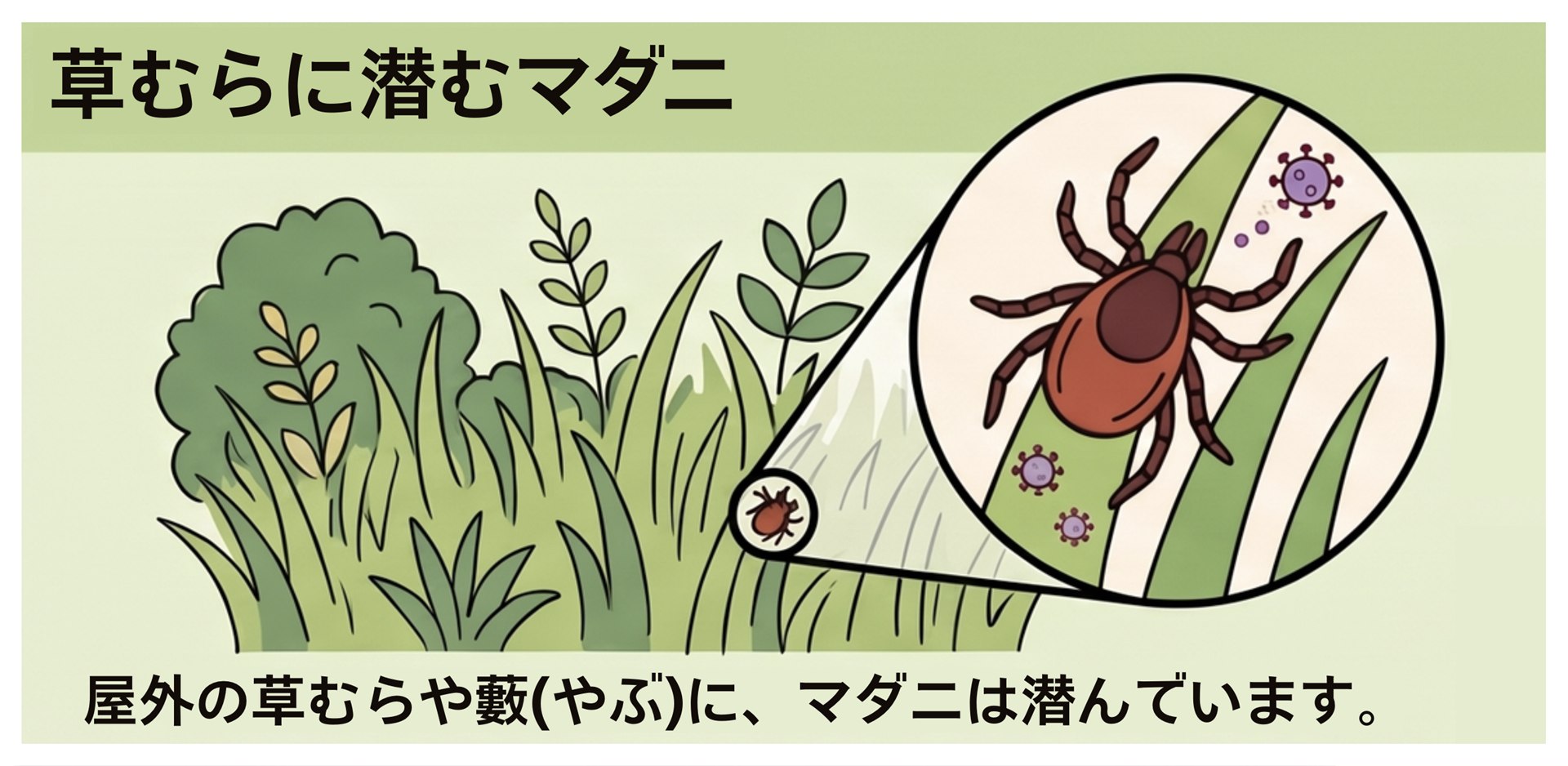 屋外の草むらや藪（やぶ）に潜むマダニとSFTSウイルスのイメージ図：散歩道や公園の草むらに潜む危険性の図