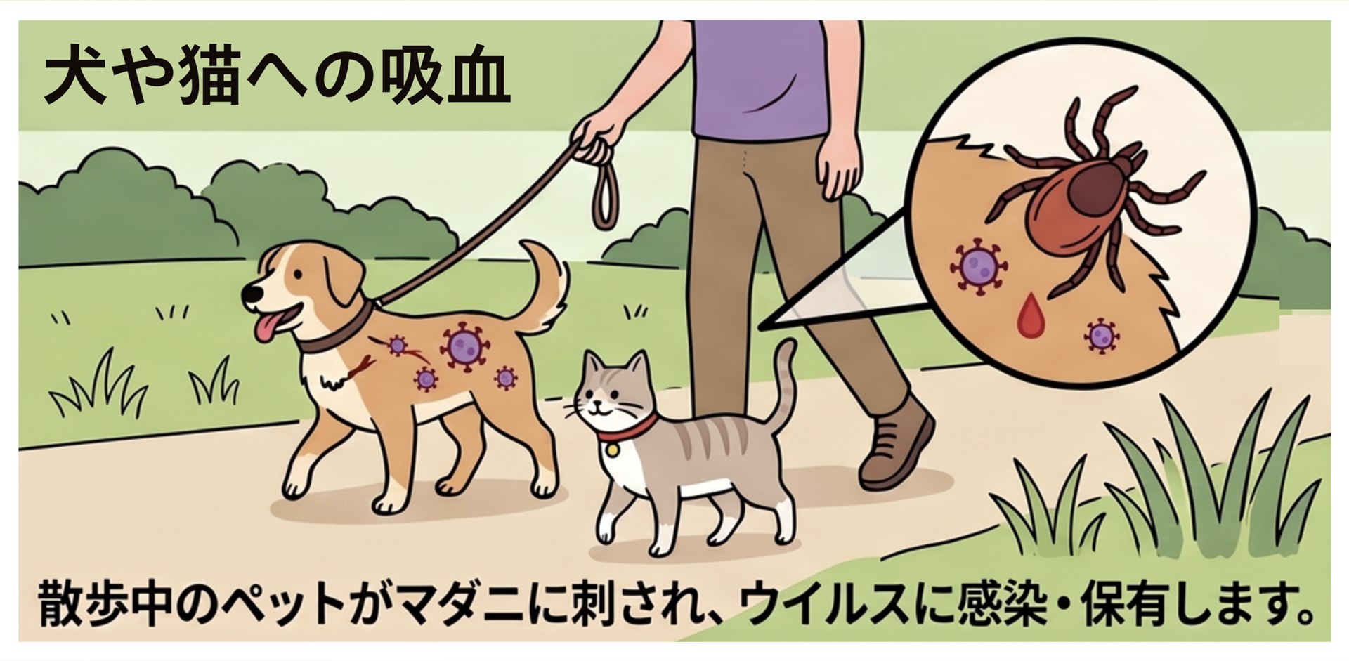 散歩中の犬や猫などのペットが草むらでマダニに刺され、SFTSウイルスに感染・保有する危険性を説明する図