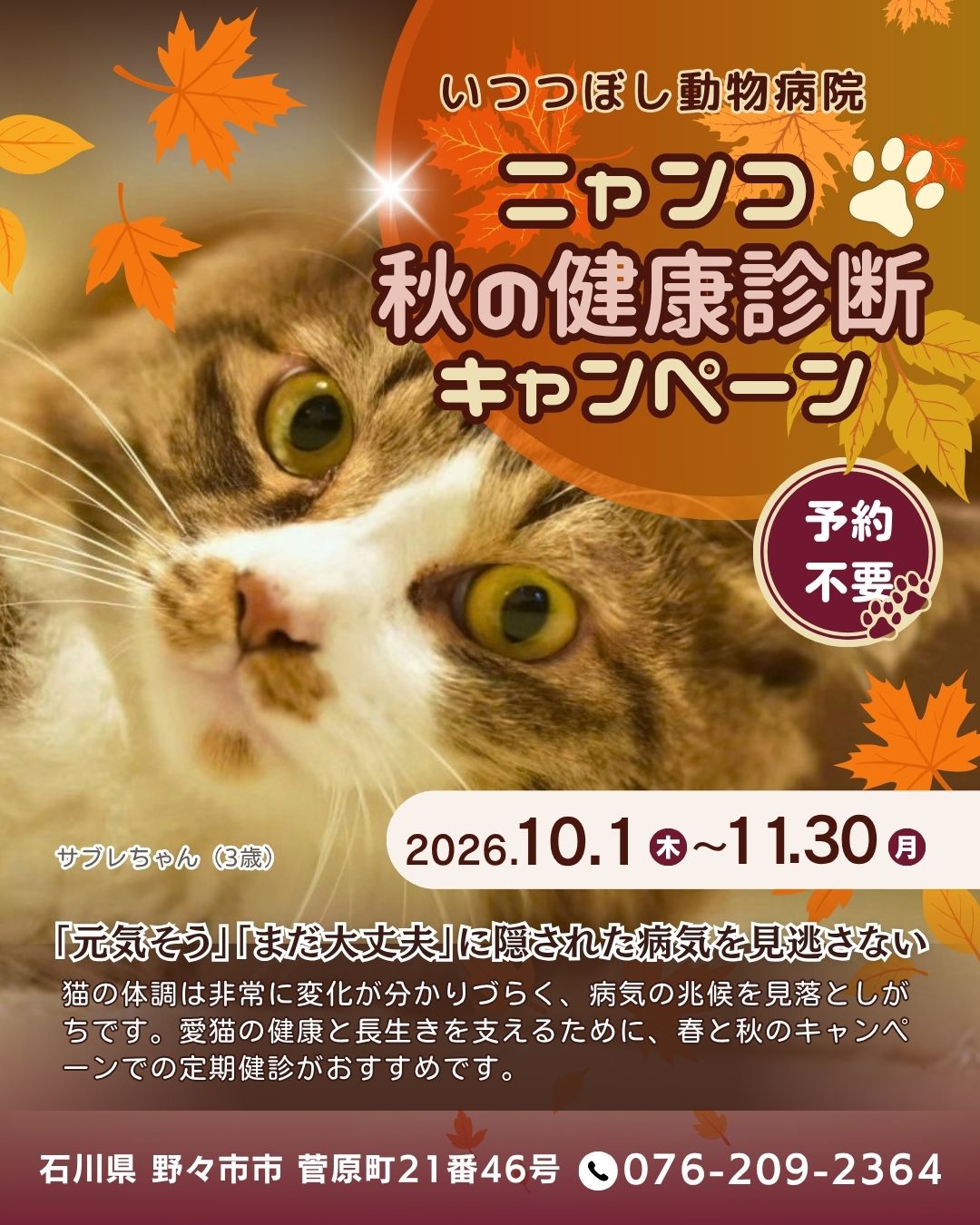 ニャンコ☆秋の健康診断キャンペーン2026　石川県野々市市　いつつぼし動物病院　＜猫の健康診断＞