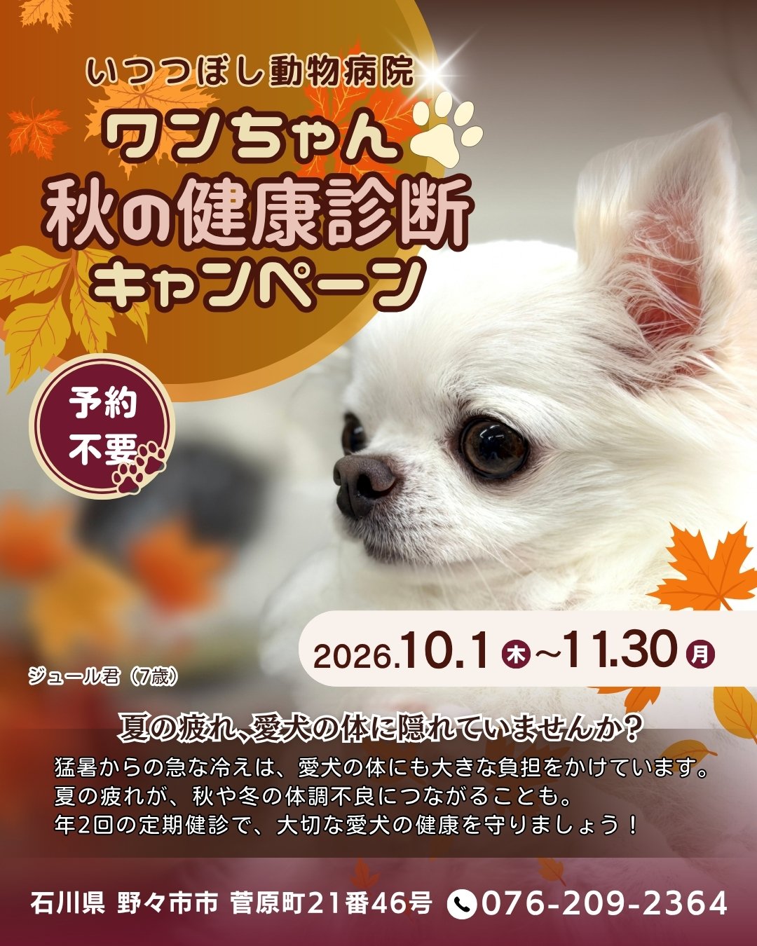 ワンちゃん☆秋の健康診断キャンペーン2025　石川県野々市市　いつつぼし動物病院　＜犬の健康診断＞